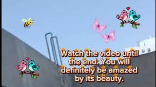 Masya Allah cantiknya guys 🌹🇲🇨🍒🇭🇰@emakciremaichannel .