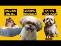 5 Odd Shih Tzu Behaviors Explained