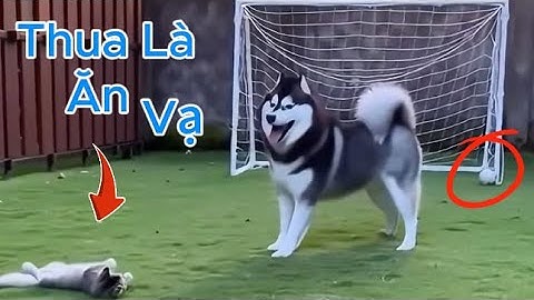 Cười đau ruột với trò đùa hài hước nghịch ngợm siêu lầy lội của thú cưng - Video mèo chó động vật