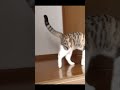 猫のワープ?Cat warp? 243【ショート動画】#shorts #進めーねこにゃん