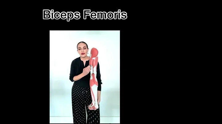 Dr. Benaduce: Thigh Muscles