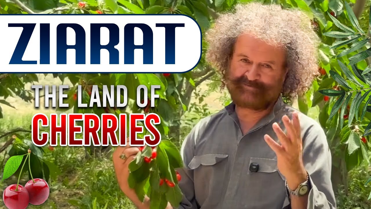 ZIARAT THE LAND OF CHERRIES  | APPLES | APRICOTS | | AYUB KHOSA