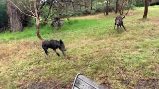 Girls just wanna have fun #irishwolfhound #giants #dogs