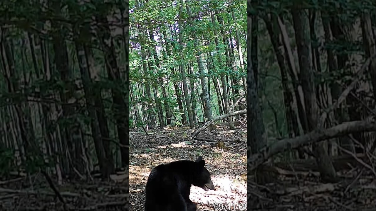 "Excuse me, can you tell me where the picnic area is?!" 