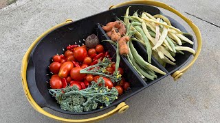 September Garden Update and Harvesting