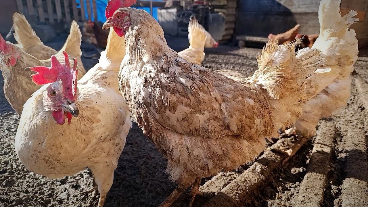 Perfect Sunny Day on the Chicken Farm — Happy Hens Foraging, Eating and Enjoying Farm Life ☀️🐔