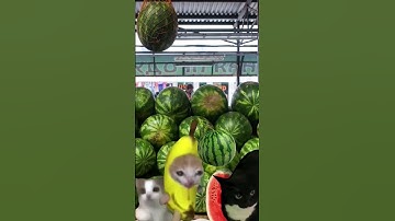 😂 Banana Cat And Maxwell Cat Videos #happycats #funny #bananacat