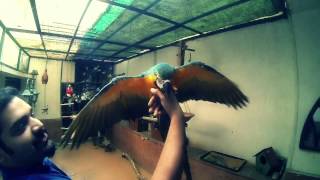 The First Flight