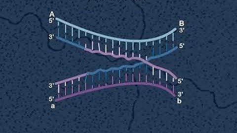 Holliday model Animation