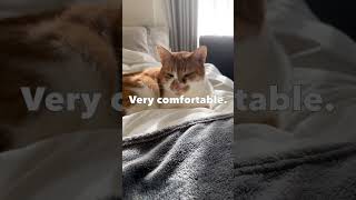 My cat has a resting thug face. 🐱#rescuecat #catlife #funnycat #kawaii #catsoftiktok #japanesecat