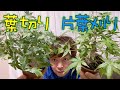 山もみじの「片葉刈り」と「葉切り」をやってみたYamamomiji's "single leaf cutting" and "leaf cutting"