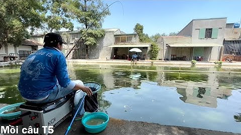 CÂU CÁ RÔ PHI HỒ DỊCH VỤ-MỒI CÂU T5