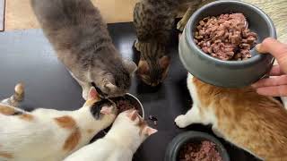 Famous Checking on Ricky, Callie and Their Blind Cat Friends - Takis Shelter Wealth