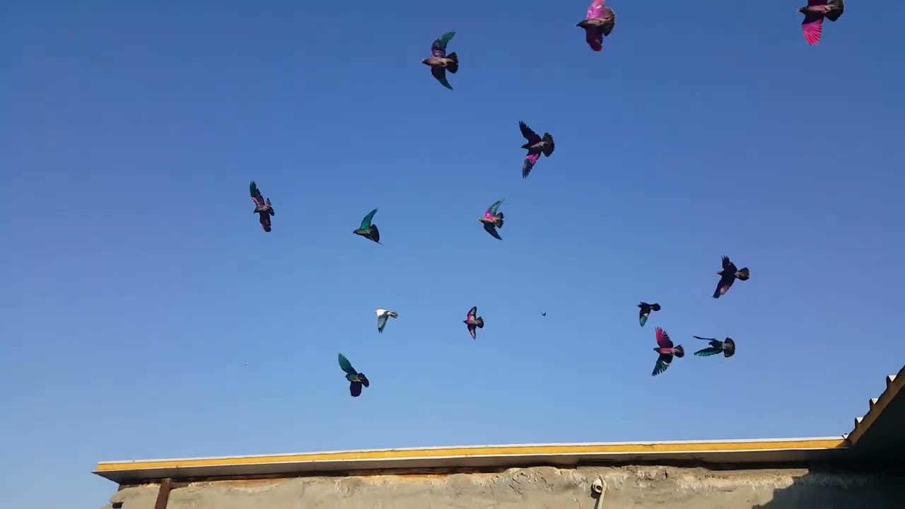 الازرك عراقي تك من مكعكلات