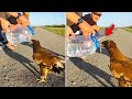 Animals That Asked People for Help