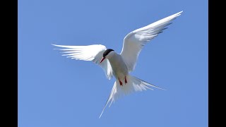 Watch | Arctic Terns are Long Distance Champions | Oceana Canada
Arctic terns are a small seabird that are truly long distance champions. They travel from the north to the south pole and back again every single year. In its lifetime, a single Arctic tern may travel roughly the same distance as going to the moon and back three times! Watch this to learn more. Watch | Arctic Terns are Long Distance Champions | Oceana Canada