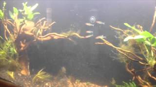 Dither Fish December 22 2013