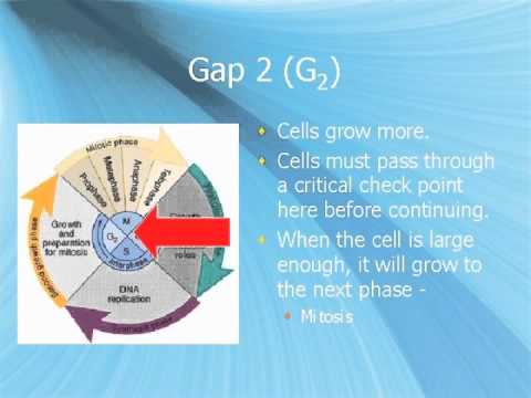 5-1 the Cell Cycle