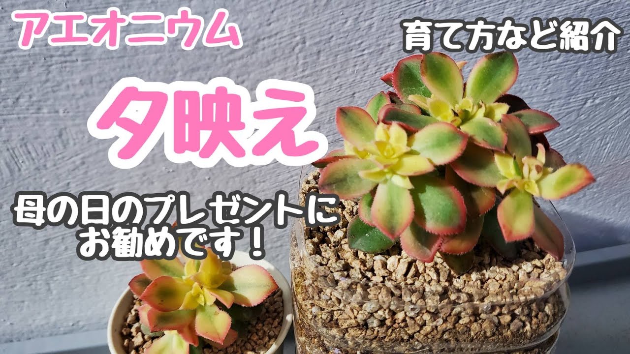 韓国】【多肉植物】アエオニウム夕映えを紹介！母の日のプレゼントや