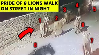 Pride of 8 Lions walk on Indian Street in Night | Gujarat