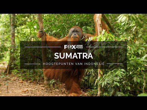 Video: De beste plekken om te wandelen in Sumatra