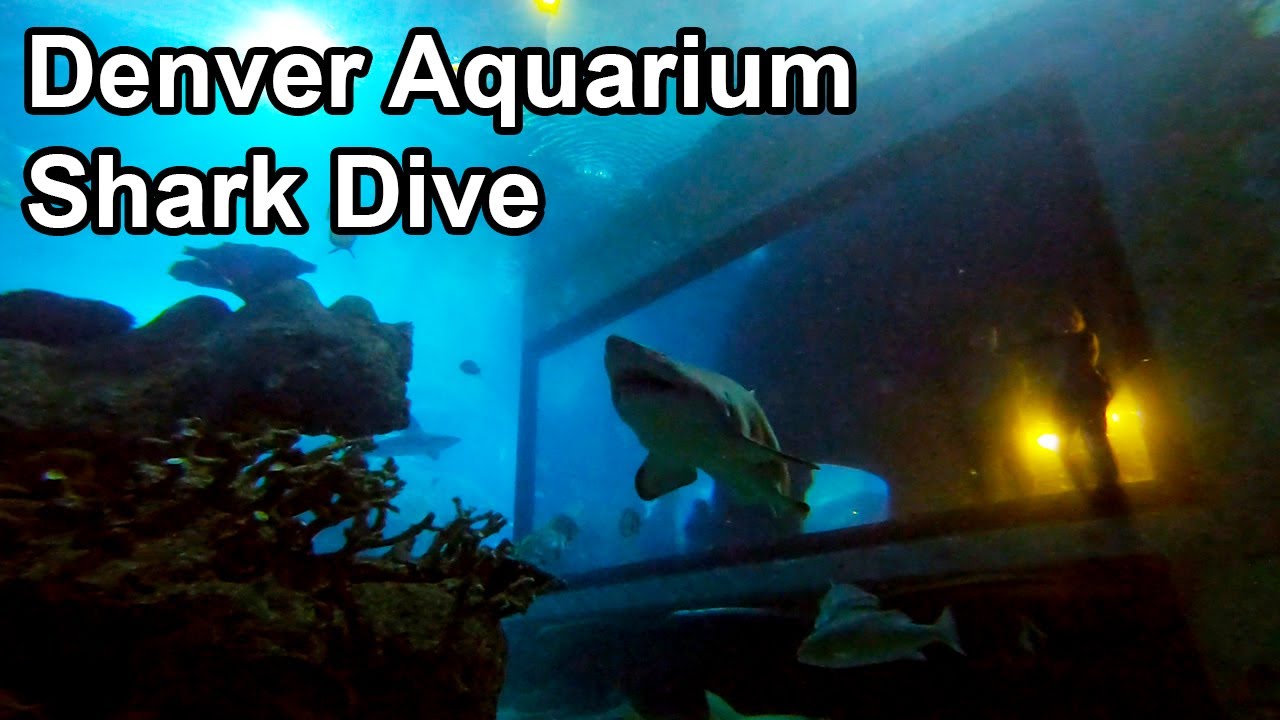 Denver Aquarium Shark Dive YouTube