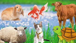Have fun with animals: rabbit, turtle, sheep, cow, bird,... by Animal Paradise 189,932 views 1 year ago 16 minutes
