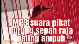 suara pikat burung sepah raja sangat ampuh buat mikat sepah raja liar