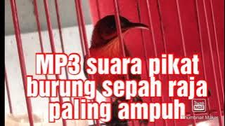 suara pikat burung sepah raja sangat ampuh buat mikat sepah raja liar