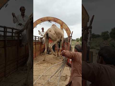 مهرجان الجمال في قلب الصحراء