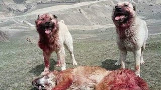 Кавказская овчарка против Волка, Реальная битва - волк против собаки (2021)
