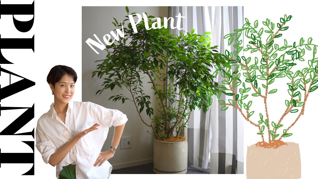 Plant 2 観葉植物の植え替え方法 鉢サイズの選び方 おすすめ霧吹き Youtube