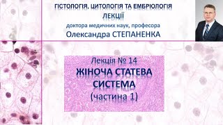 картинка: Гістологія. Лекція 14. Жіноча статева система (частина 1)