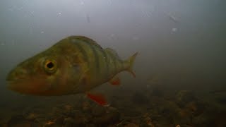 River Lea Small Weir Underwater Dace Chub Perch Barbel Minnows