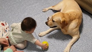 A Lovely Labrador Retriever Giving her Precious Toy to Play with a Baby