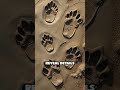 Footprints That Froze Prehistoric Moments