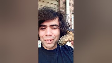 Dumb guy gets bit by a snapping turtle