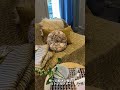ソファーカバー、マスタード色がお部屋を一新してくれます💕