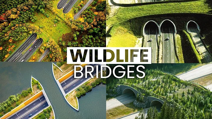 These Wildlife Bridges Save Thousands of Animal Lives - DayDayNews