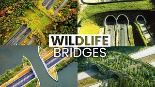 Download Lagu These Wildlife Bridges Save Thousands of Animal Lives MP3