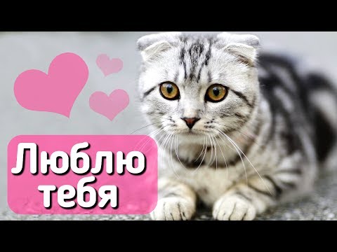 10 признаков, что кошка вас любит! С веселым котом #Джемом 🐈
