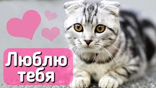 10 признаков, что кошка вас любит! С веселым котом #Джемом 🐈