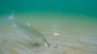 Angeln auf Meerforellen und Plattfisch mit Unterwasserkamera / Catch and Cook