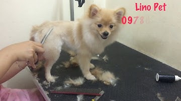 Dịch vụ cắt tỉa lông chó Phốc Sóc cực đẹp tại Hà Nội |  How to grooming for Pomeranian?
