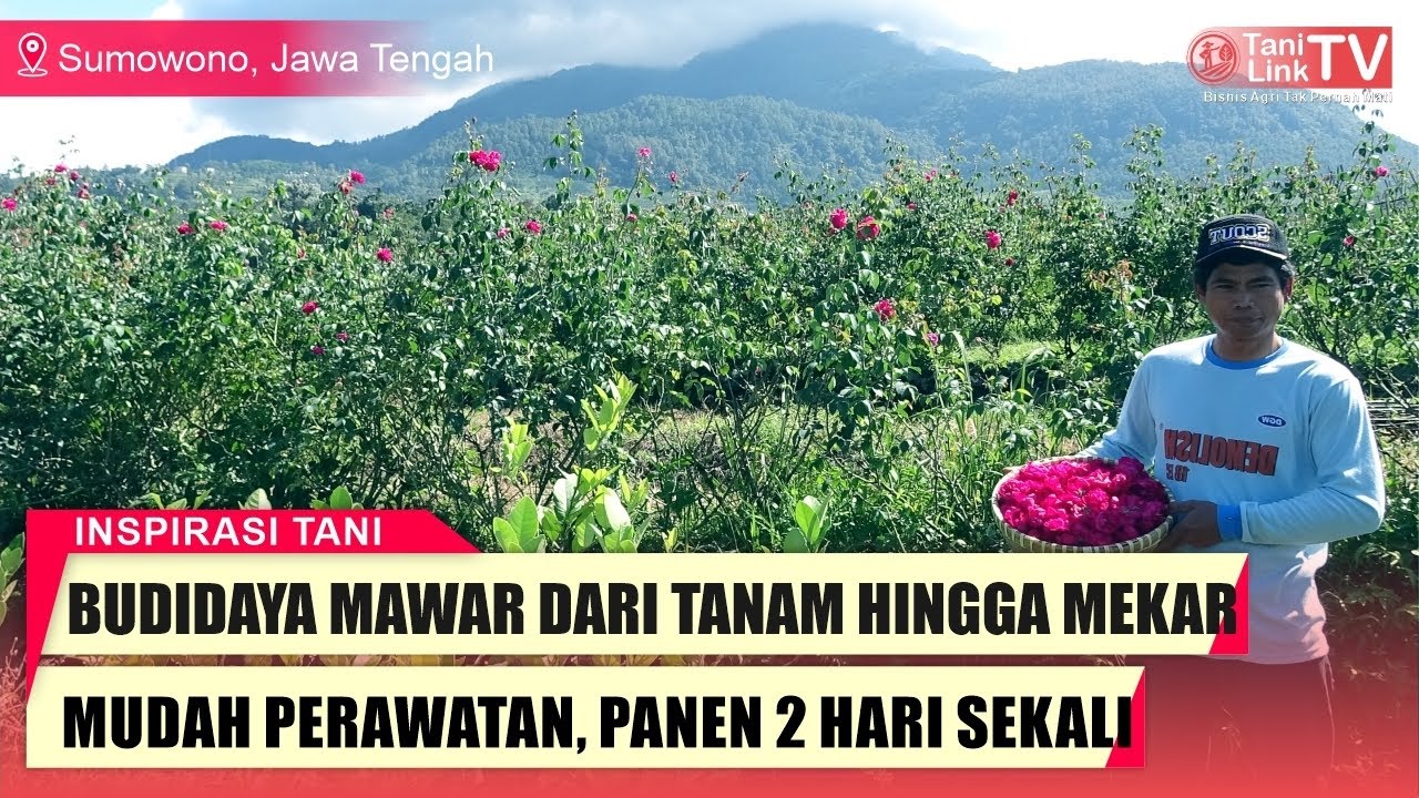 Menilik Petani Bunga Mawar di Kaki Gunung Ungaran