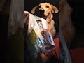 หนูตื่นแต่ตีสามค่ะ #youtubeshorts #dog #animals