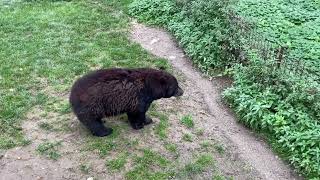 Medveď hnedý - ZOO Olomouc