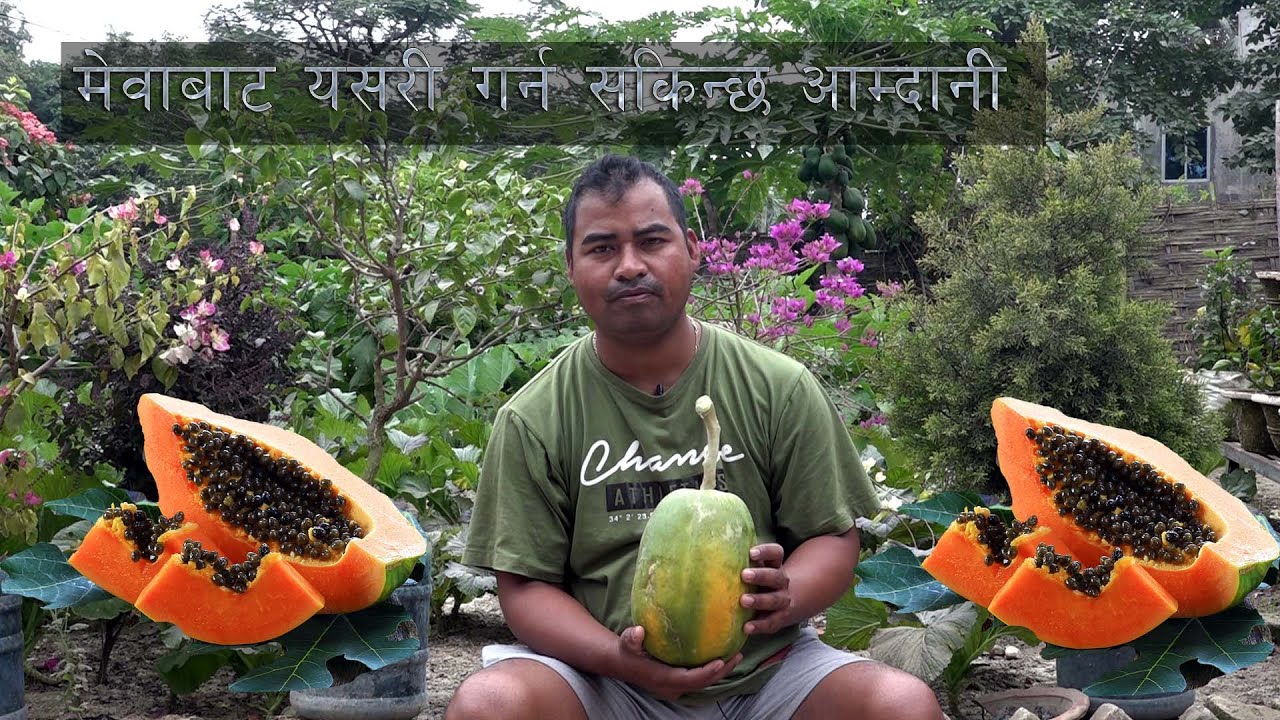 मेवा खेतीबाट यसरी गर्न सकिन्छ राम्रो आम्दानी Papaya_farming Nepal 