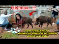 VIRAL THE SECONDS WHEN A NGEPET PIG TURNS INTO A HUMAN BEAUTIFUL WOMAN AFTER STEALING MONEY