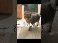 嬉しくてたくさん喋る元野良猫が可愛すぎる #鳴き声 #野良猫 #元野良猫